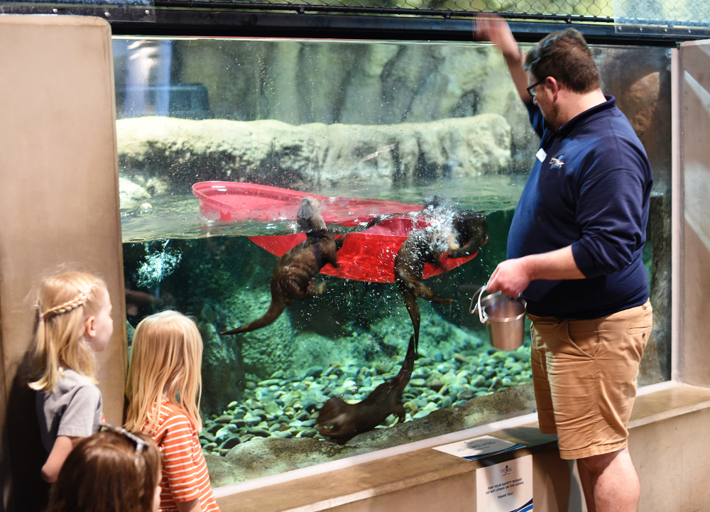 OdySea Aquarium in Scottsdale: 8 tips, things to know before you take kids