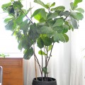 houseplant week: how to keep a fiddle-leaf fig alive
