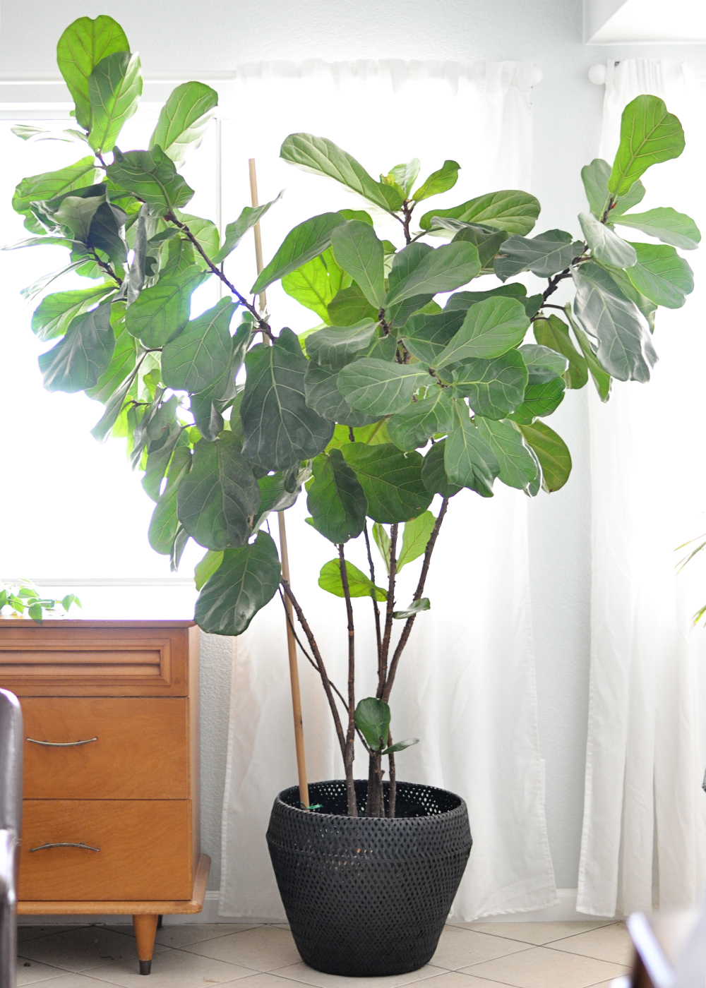 Houseplant Week: Fiddle-Leaf Fig