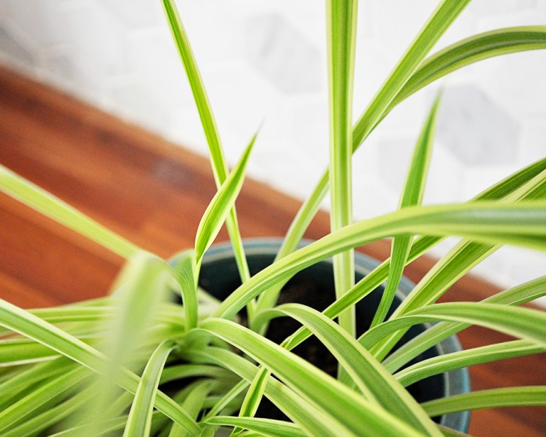 Houseplant Week: Spider Plants - Real life, on purpose.