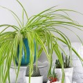 houseplant week: how to keep spider plants alive