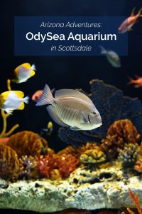 Guide to visiting the OdySea Aquarium in Scottsdale Arizona (with kids!)