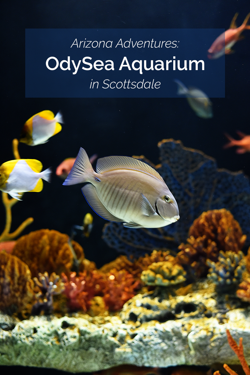 Arizona Adventures: OdySea Aquarium in Scottsdale