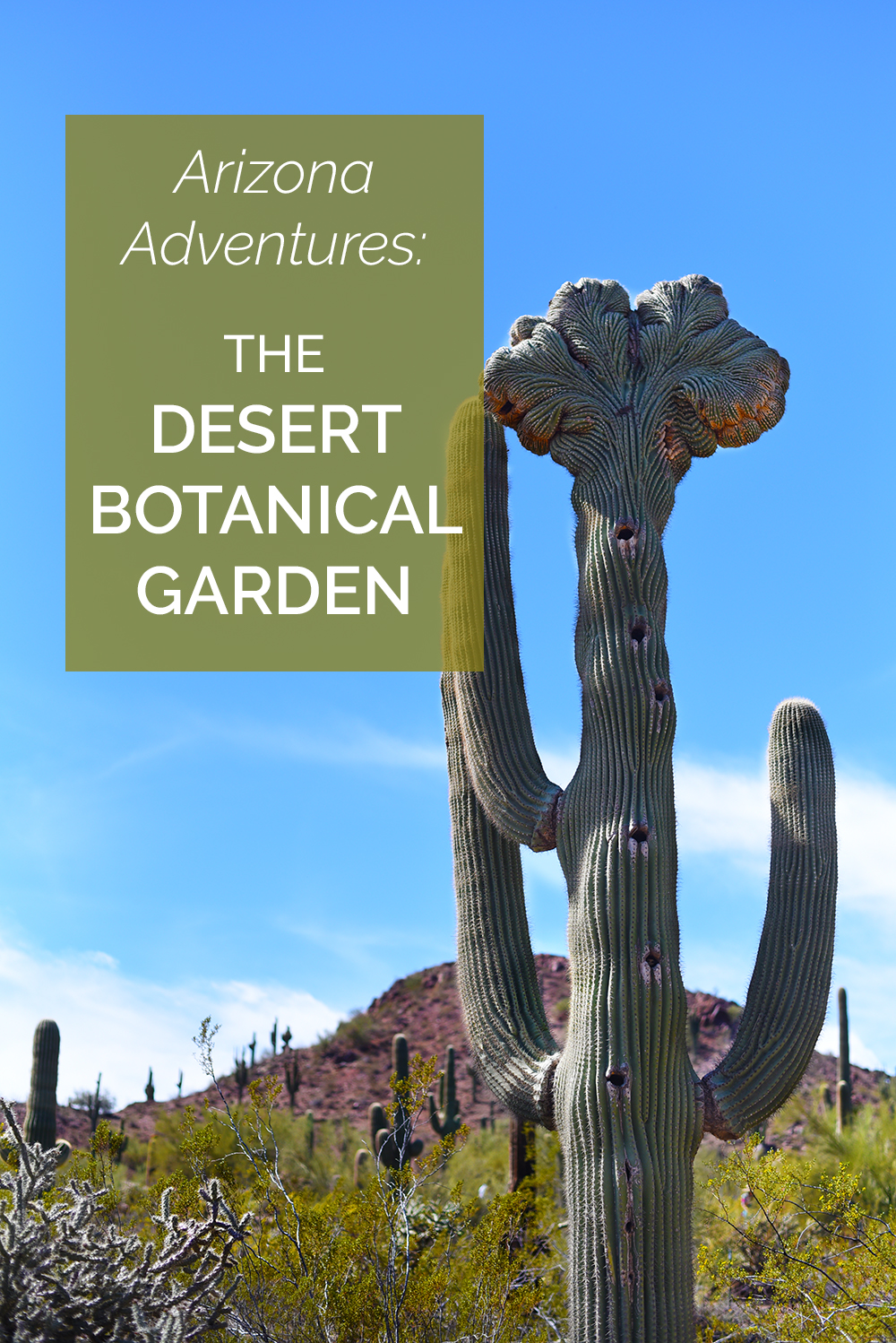 Arizona Adventures: The Desert Botanical Garden